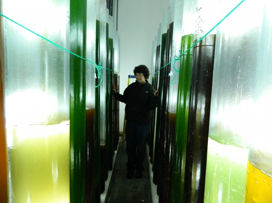 ZBarbara and algae