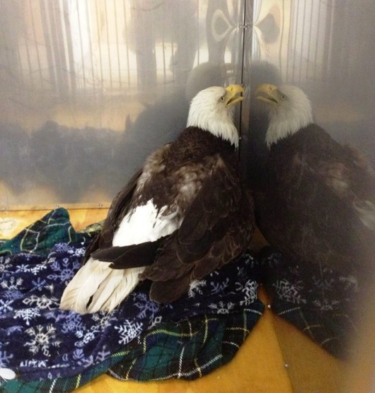 DownedEagle