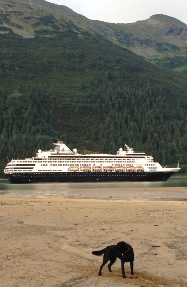 9-5-13 A dog watches as the Holland-America cruise ship sails down Gastineau Channel off Sandy Beach in Douglas. Ed Schoenfeld, CoastAlaska News photo.