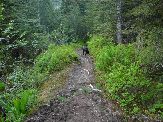 6-1-2011 Tongass muddy Treadwell Ditch Trail