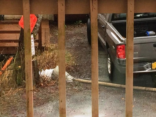 A listener sent us this shot of water flushing into Hoadley Creek near Tongass Avenue. KPU crews were flushing the water distribution system today as part of the switch to chloramine disinfection.