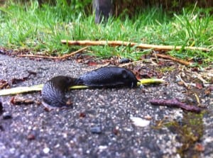 A couple of invasive slugs enjoy breakfast on a cool, rainy spring morning.