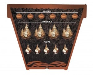Bulbs2