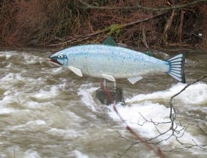 The Yeltatzie Salmon, a sculpture by Terry Pyles, is almost swimming upstream as Ketchikan Creek rises at high tide Tuesday.