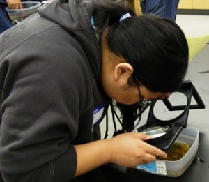 Examining the PVC2