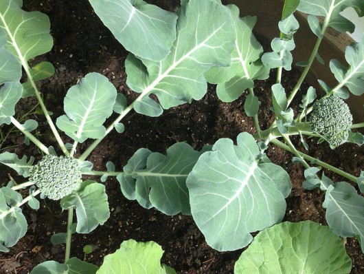Gardening in wet environments