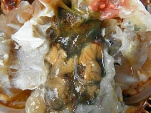 Inside the body cavity of an infected red king crab. The green strings are the parasitic barnacle. (Photo courtesy Leah Sloan)