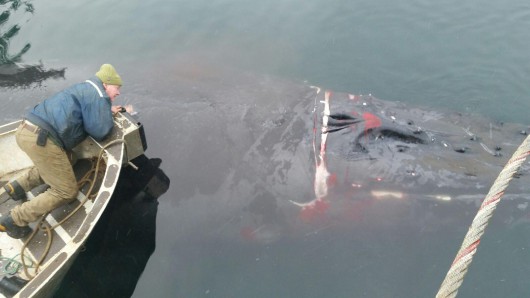 A tangled humpback whale was rescued by a group of Ketchikan good Samaritans this week. (Photo by Oscar Hopps)