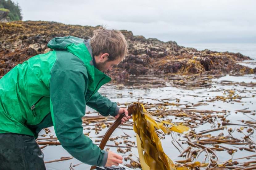 Sea-to-table movement takes root with Alaska’s growing kelp industry