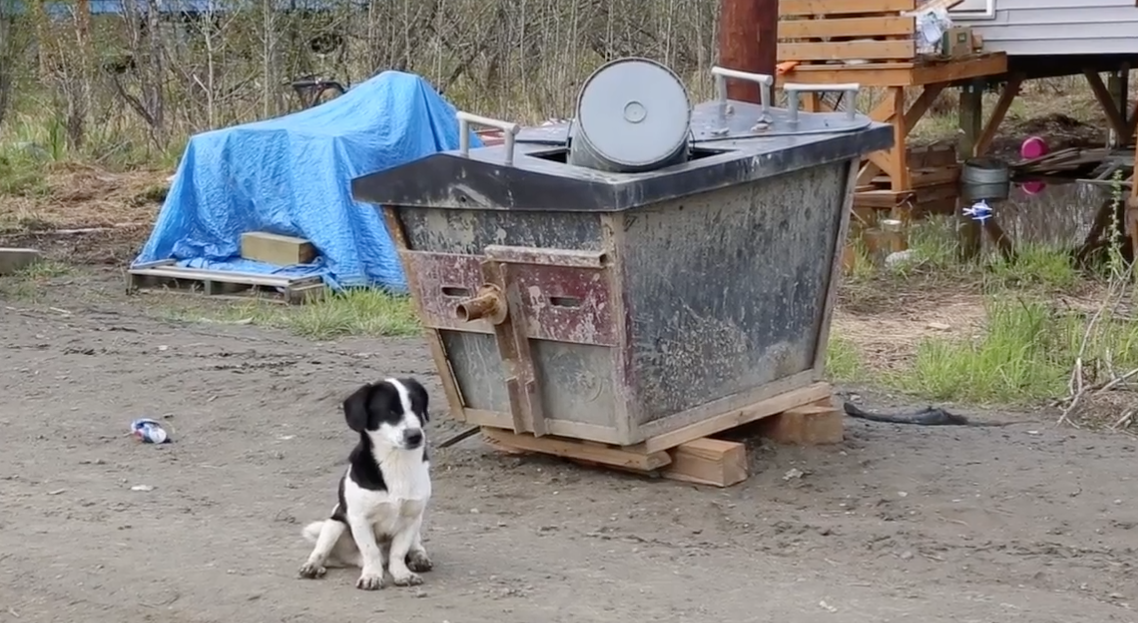 Improving the lives of people and dogs in rural Alaska