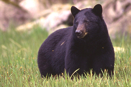 Bears still out / trapping season starting