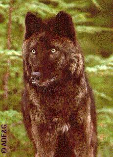 Higher wolf quota recommended for Prince of Wales Island