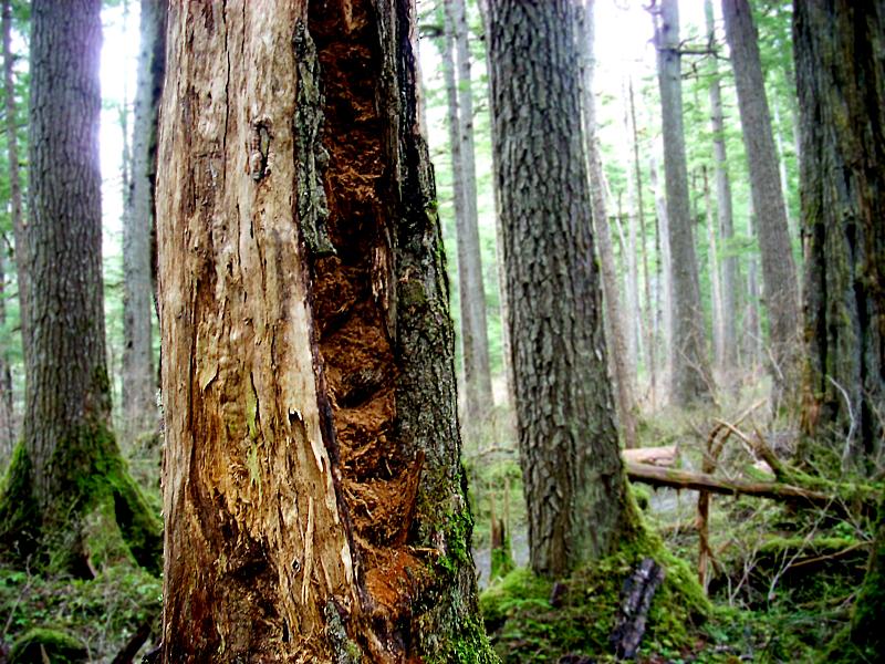 SAF installs tree identification signage along trail