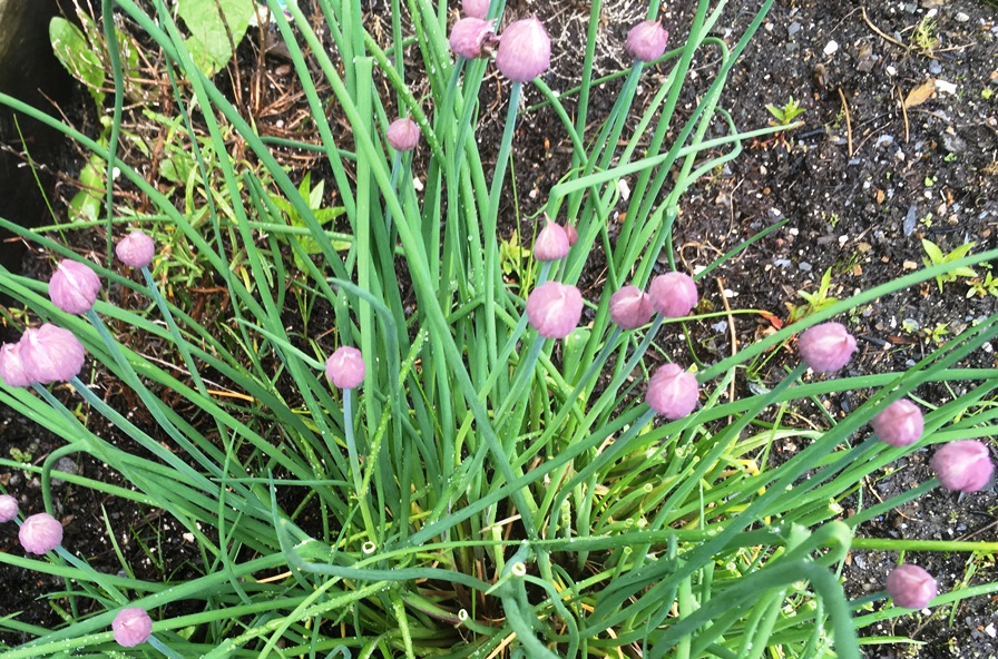 Getting ready for spring gardening